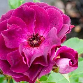 Burgundy Ice Floribunda Rose (Rosa Burgundy Ice) 5